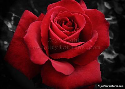 Red Rose