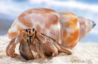 hermet crab