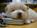 cute puppy