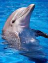 dolphins