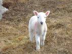 lamb