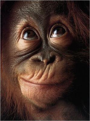 monkey