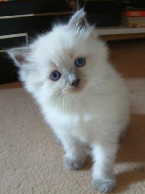 kitten 2