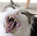 Killer cat