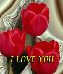 HASRET 7