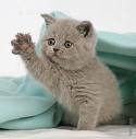 \"Wait ...I love you\" cat 