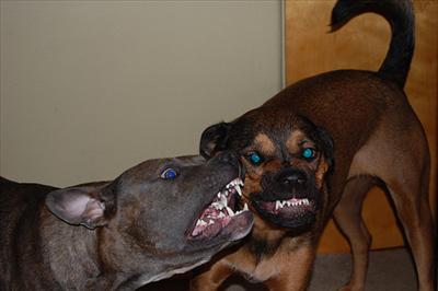 Dogs