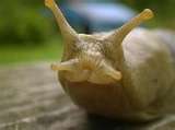 Slug