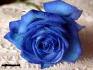 A single Blue Rose