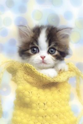 kitten