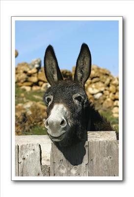 burro