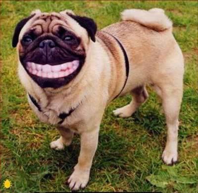 IL CANE DEL PREMIER