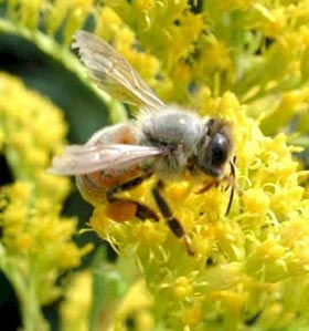molto attrattivo/a. sei come un fiore per le api