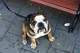 Gjenglemt hund utenfor pub