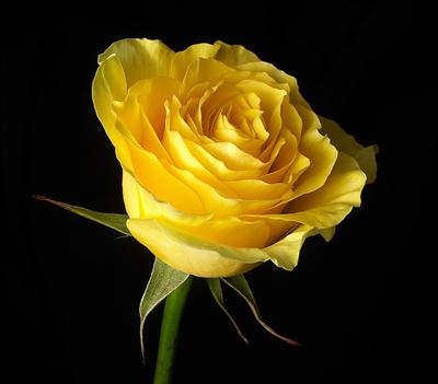 Yellow rose