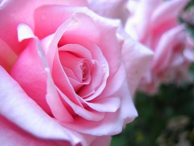 Pink rose