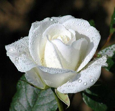 White rose