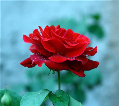 Red rose