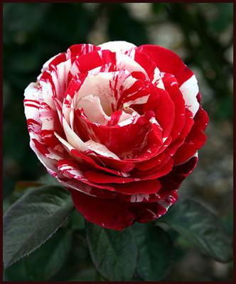 Red and white rose