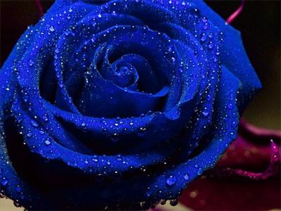 Blue rose