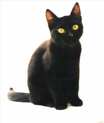 Sfortunato