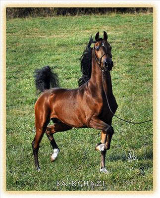 horse