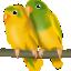 Amor De Aves