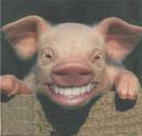Smile! (Oink! Oink!)
