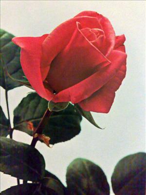 Teneramente...Tenderly