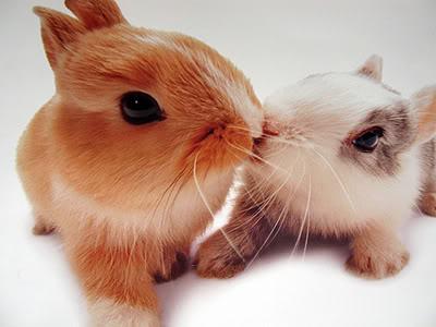 Bunny kiss
