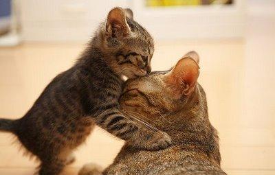 Kitty kiss