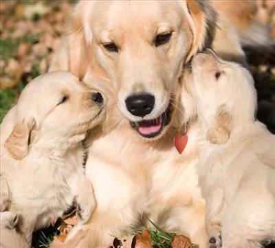 Family kiss