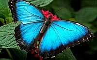 Blue butterfly