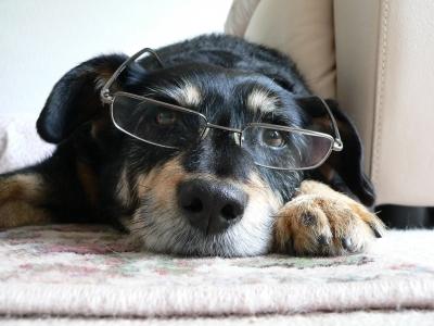 intelligent