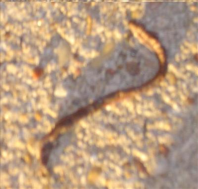 Dead Worm