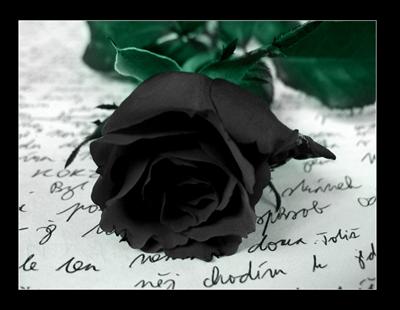 BLACK ROSE