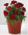 Red Flowers