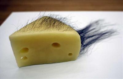 Rotten Cheese