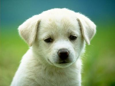 A Puppy