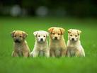 Cute Puppy