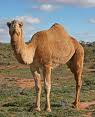 camel