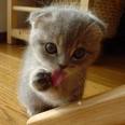 a kitten