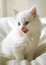 Kedi