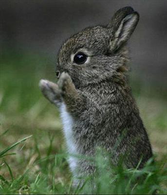 cute 