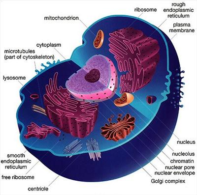 Cell