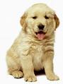 Perrito 2