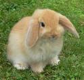 Conejo