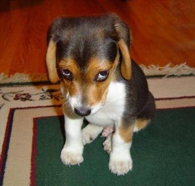 Sorry Dog