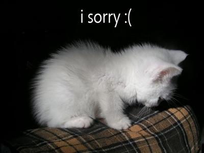 Sorry Cat