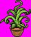 Alovera